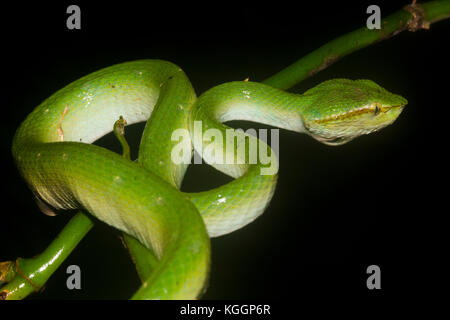 Borneo pit viper, tropidolaemus subannulatus è il più comune di serpenti velenosi che vivono nella foresta pluviale del Borneo. Parco nazionale di Gunung Mulu, sarawak. Foto Stock