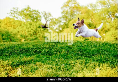 Giocare fuori cane guinzaglio caccia uccello nel parco Foto Stock