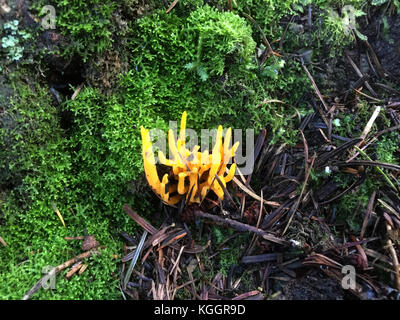 Piccolo STAGSHORN FUNGO Calocera cornea. Foto: Tony Gale Foto Stock