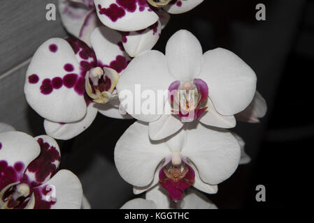 Bianco e viola orchidee, contrastante con lo sfondo scuro. esotico, elegante e delicato di fiori. Foto Stock