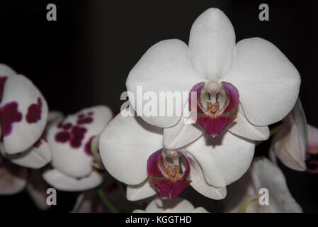 Bianco e viola orchidee, contrastante con lo sfondo scuro. esotico, elegante e delicato di fiori. Foto Stock