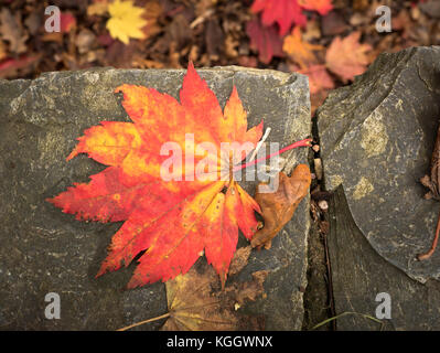 Caduto foglie di acer japonicum Pumila in autunno woodland garden nel Devon Regno Unito Foto Stock