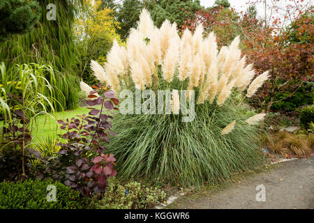Rosemoor garden in autunno con Selloana Pumila erba ornamentale Foto Stock