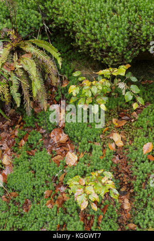 Hard (felce Blechnum spicant), MOSS, comune faggio (Fagus sylvatica) e caduta foglie, Hardcastle Crags, Heptonstall, West Yorkshire, Inghilterra, Ottobre Foto Stock