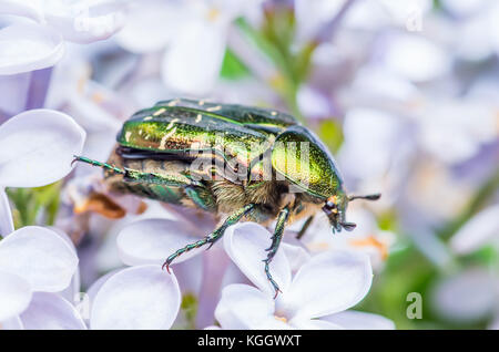 Cetonia aurata fiore verde chafer giugno beetle bug macro di insetti Foto Stock