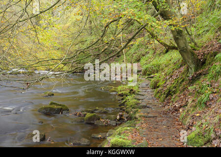 Vista del sentiero, Hebden acqua e colori autunnali, Hardcastle Crags, Hebden Dale Heptonstall, West Yorkshire, Inghilterra, Ottobre Foto Stock