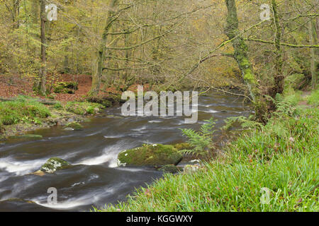 Vista di Hebden acqua e colori autunnali, Hardcastle Crags, Hebden Dale Heptonstall, West Yorkshire, Inghilterra, Ottobre Foto Stock