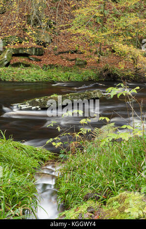 Vista di Hebden acqua e colori autunnali, Hardcastle Crags, Hebden Dale Heptonstall, West Yorkshire, Inghilterra, Ottobre Foto Stock