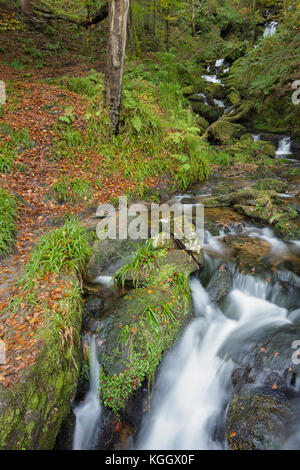 Vista della cascata e caduta foglie di comune faggio (Fagus sylvatica) nella boscosa gulley, Hardcastle Crags, Heptonstall, West Yorkshire, Inghilterra, Octobe Foto Stock
