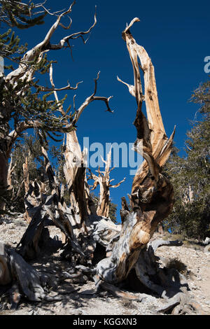 Bristlecone pine, bristlecone antica foresta di pini, Big Pine, CA, Stati Uniti d'America, White Mountains Foto Stock