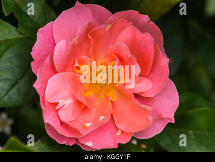 Una macro shot del bel fiore rosa di rosa la regina Elisabetta. Foto Stock
