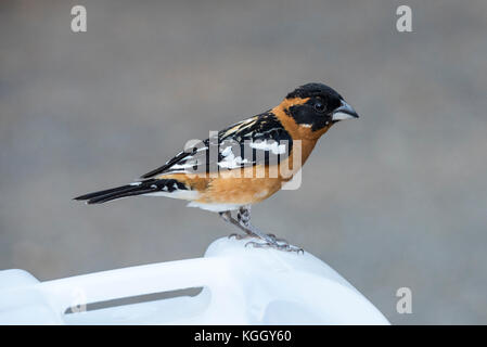 Un nero intitolata grosbeak posatoi su un barattolo di acqua nel campeggio al parco nazionale di Yosemite. Foto Stock