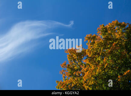 Wispy lunga nuvola in cielo blu. colori autunnali. tall acero. astratta. Foto Stock