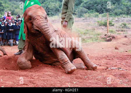 Un bambino orfano elephant si posa sulla terra in sheldrick l'Orfanotrofio degli elefanti, Nairobi, Kenya, bambini e custode in background Foto Stock