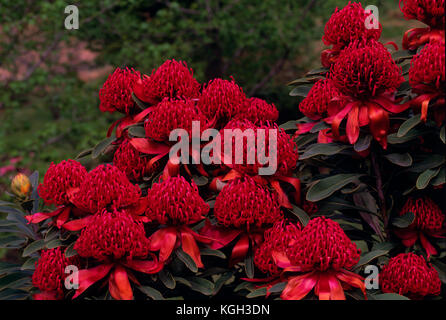 Waratah CV Shady Lady (Telopea speciosissima), emblema dello Stato del nuovo Galles del Sud, Australia Foto Stock