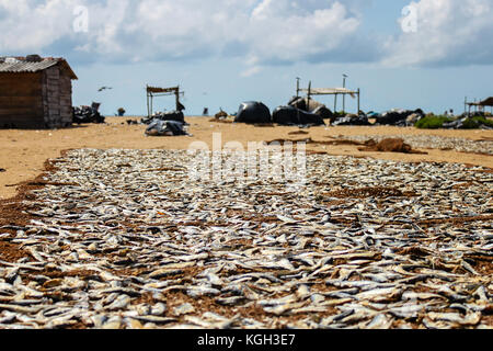 Essiccazione di pesce su sun in Colombo, Sri lanka Foto Stock