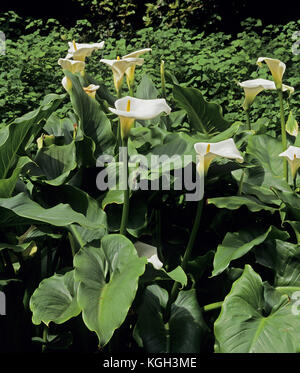 Il giglio del Nilo o Calla Lily (Zantedeschia aethiopica), Origine: Sud Africa Foto Stock