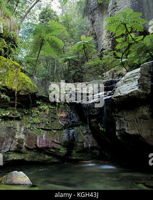 Felci di paglia (Cyathea cooperi), vicino al Giardino dei muschi all'interno della Gola Violet. Carnarvon Gorge Section, Carnavon National Park, Queensland, Australia Foto Stock