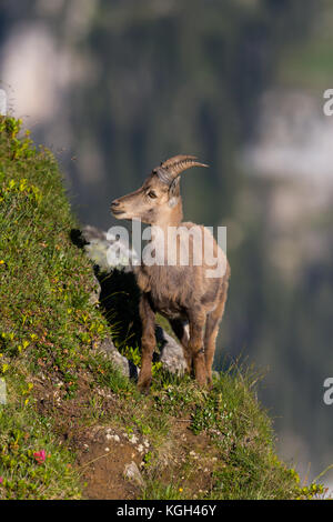 Alpine Capra ibex capricorno in piedi in ripida montagna prato in presenza di luce solare Foto Stock