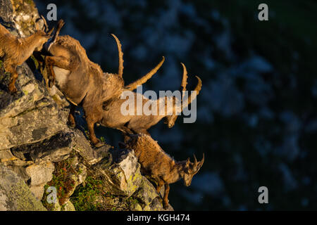 Alpine naturali Capra ibex capricorns correndo giù per una rupe in luce del sole di mattina Foto Stock