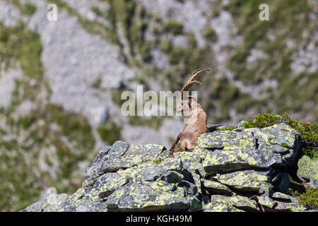 Alpino adulti Capra ibex capricorno seduta su roccia con vista nella luce del sole Foto Stock