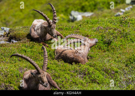 Tre naturali alpine maschio Capra ibex capricorns seduti rilassati nel verde prato Foto Stock