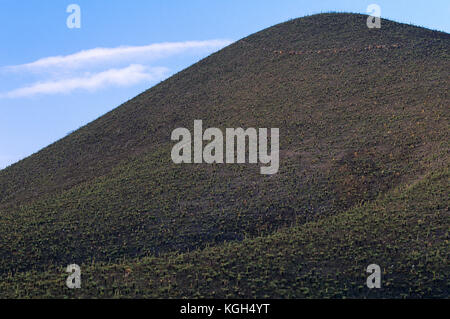 Alberi d'erba Australi e ragazzi neri (Kingia australis, Xanthorrhoea sp.), fioriti dopo il fuoco. Stirling Range National Park, Australia Occidentale Foto Stock