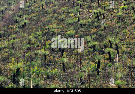 Alberi d'erba Australi e ragazzi neri (Kingia australis, Xanthorrhoea sp.), fioriti dopo il fuoco. Stirling Range National Park, Australia Occidentale Foto Stock