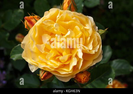 Fioritura giallo arancione rose inglesi nel giardino in una giornata di sole. rose graham thomas Foto Stock