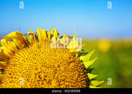 Close up dettaglio di girasoli in fiore con coccinella seduto su di essa, presa all'aperto nel campo in una giornata di sole, sfondo sfocato. Foto Stock