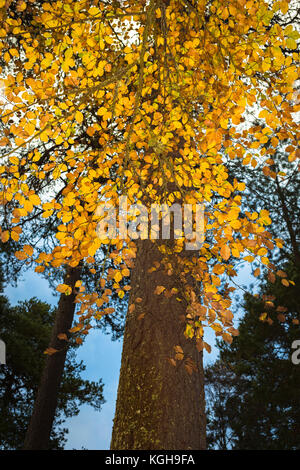 Autunno Faggi nelle Highlands della Scozia. Foto Stock