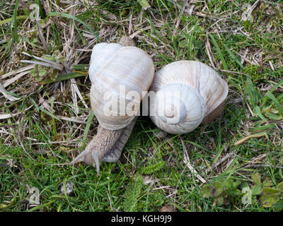 Lumaca romano (Helix pomatia) introdotto in Gran Bretagna dai Romani, una specie protetta nel Regno Unito, noto anche come Borgogna lumaca o escargot Foto Stock