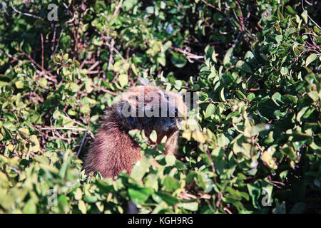 Dettaglio del rock hyrax chiamato anche cape hyrax o in Sud Africa - inglese il dassie Foto Stock