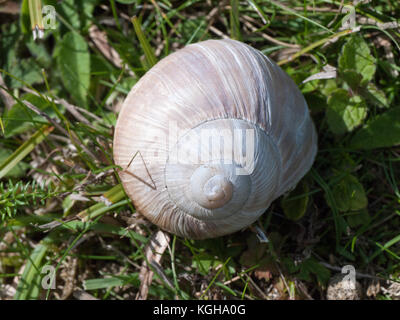 Lumaca romano (Helix pomatia) introdotto in Gran Bretagna dai Romani, una specie protetta nel Regno Unito, noto anche come Borgogna lumaca o escargot Foto Stock