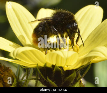 Un lavoratore red-tailed bumblebee (Bombus lapidaries) foraggio su un fiore di testa. Bedgebury Forest, Kent, Inghilterra. Regno Unito. Foto Stock