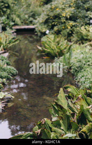 Stream foderato con piante di Nymphenburg Giardino Botanico, Monaco di Baviera, Germania. Foto Stock