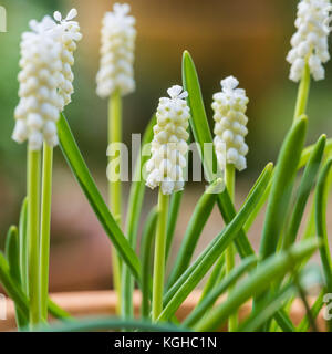 Una macro shot di alcune uve bianche fioriture di Giacinto. Foto Stock