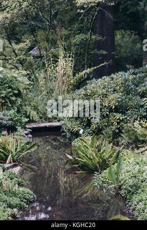 Flusso con boccole a Nymphenburg Giardino Botanico, Monaco di Baviera, Germania. Foto Stock