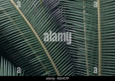 Primo piano di foglie di palma a Nymphenburg Giardino Botanico, Monaco di Baviera, Germania. Foto Stock
