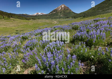 Prato di fiori selvaggi - Viola di lupino (vicino a Crested Butte, CO) Foto Stock