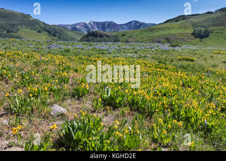 Prato di fiori selvaggi - Lupino & Mule le orecchie (vicino a Crested Butte, CO) Foto Stock