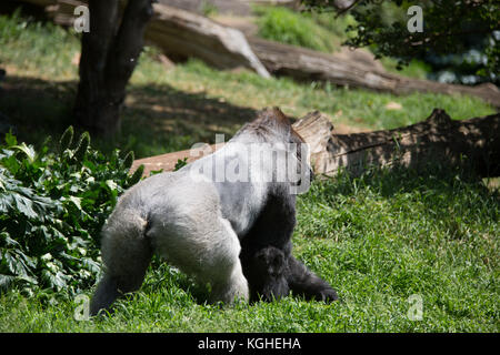 Un silverback camminata a quattro zampe Foto Stock