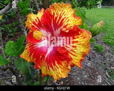 Una vista ravvicinata di un vivacemente colorato di arancione e rosso hibiscus Foto Stock