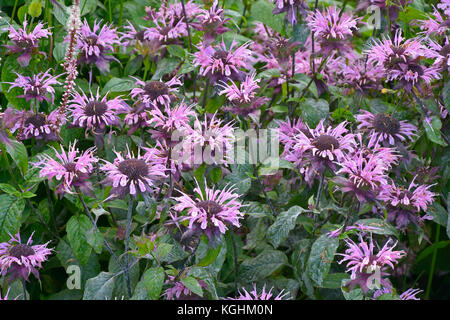 Close up monarda fistulosa in un bordo del giardino Foto Stock