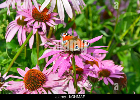 La splendida farfalla pavone poggiante su echinacea purpurea in un giardino cottage Foto Stock