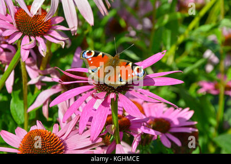 La splendida farfalla pavone poggiante su echinacea purpurea in un giardino cottage Foto Stock