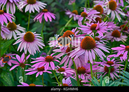 La bella rossa admiral butterfly poggiante su echinacea purpurea in un giardino cottage Foto Stock