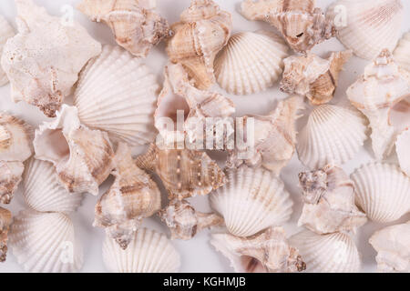 Alcune conchiglie sullo sfondo Foto Stock