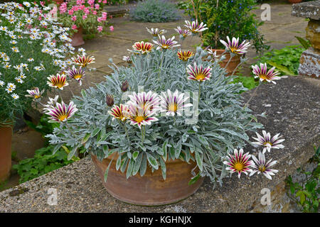 Contenitore da giardino con fioritura gazania linearis su una parete da giardino Foto Stock