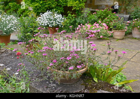 Contenitore da giardino con fioritura verbena sissinghurst rosa ' su una terrazza giardino Foto Stock